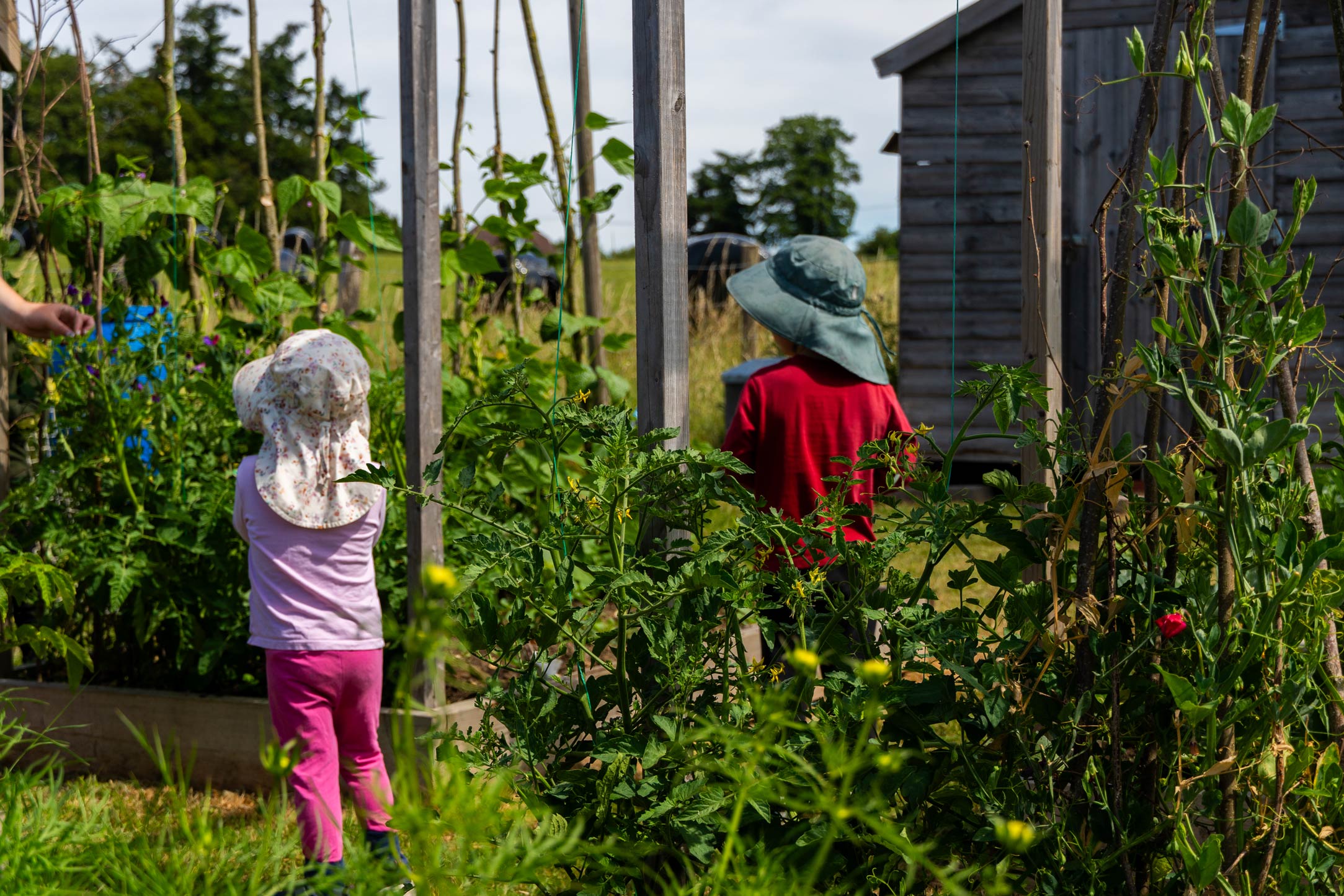 Growing tomatos