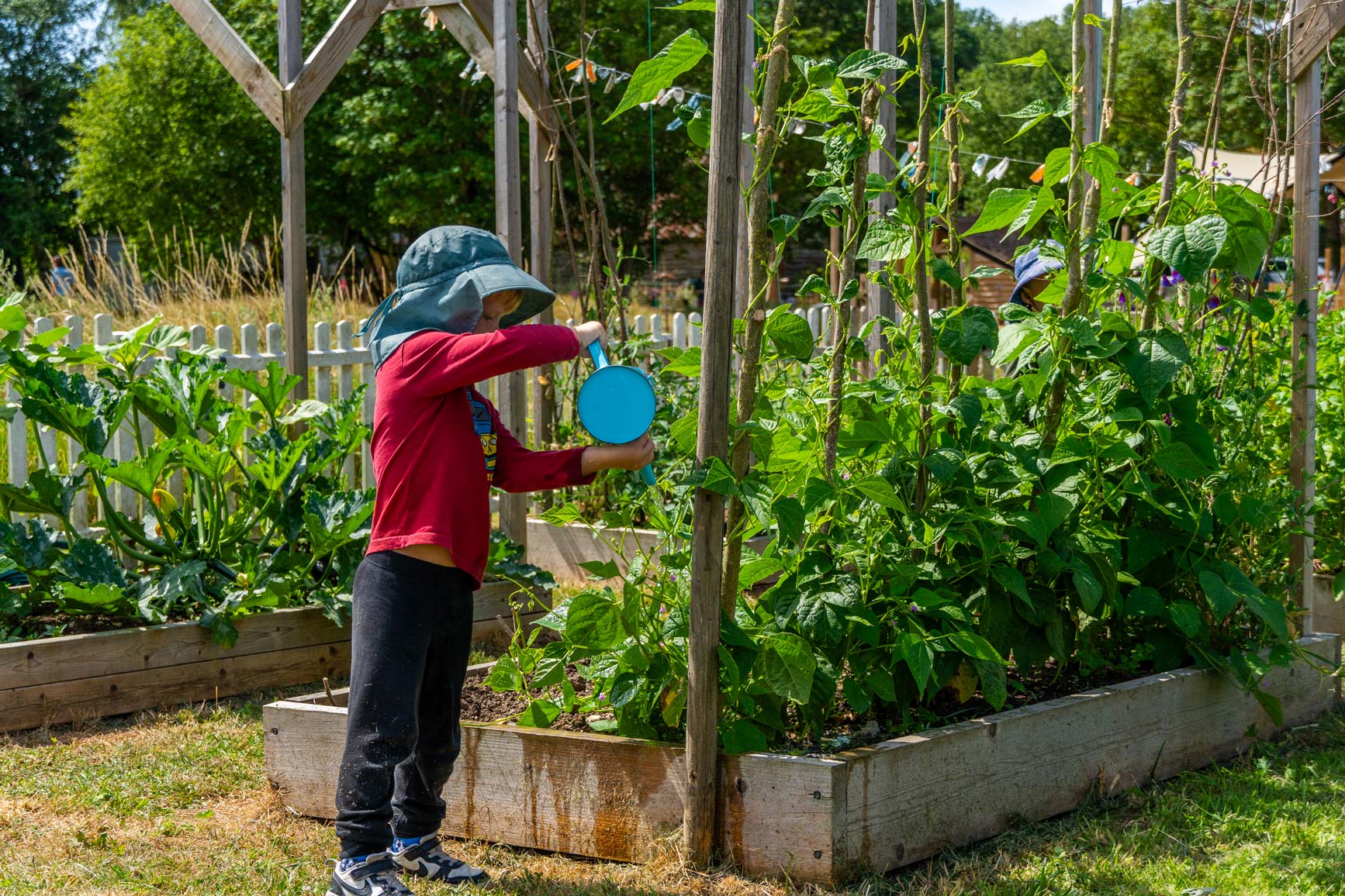 Watering tomato's