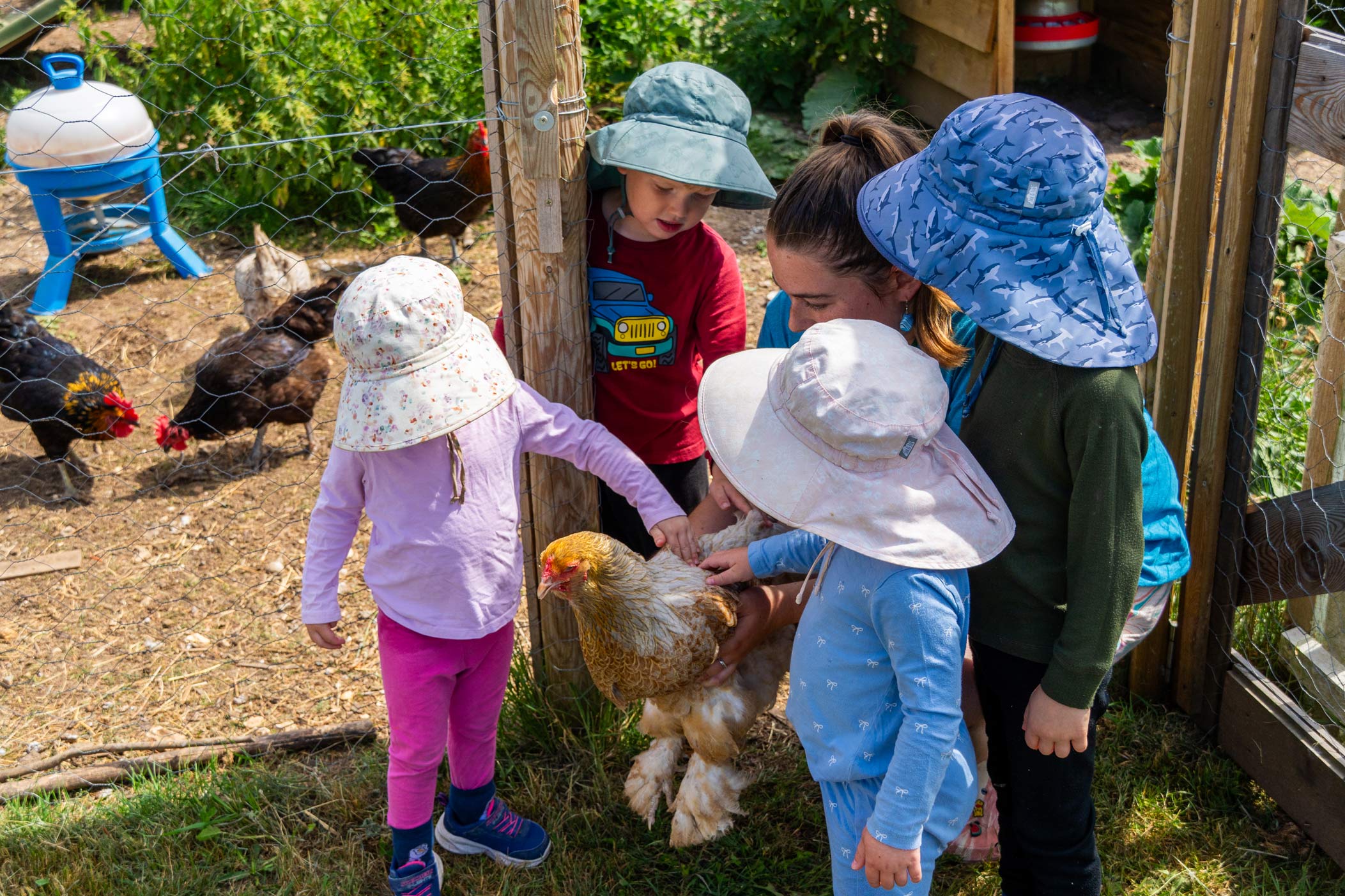 Children petting a rooster under supervision at the Pheasant Nest